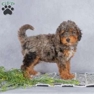 Rocky, Miniature Poodle Puppy